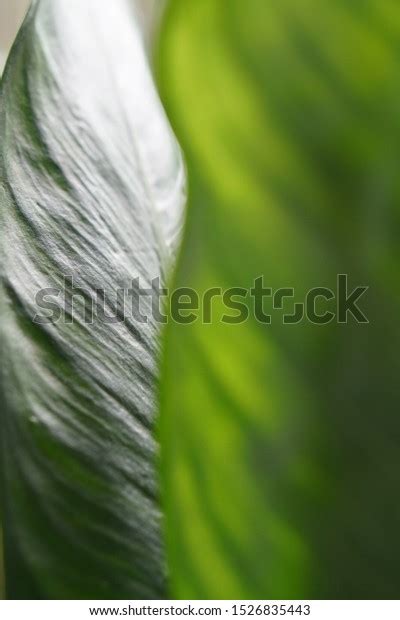 Beautiful Leaves Wallpaper Beautiful Leaves Aglaonema Stock Photo