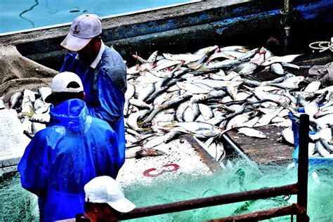 東引漁民捕獲大批白力魚 魚隻布滿甲板十分耀眼 馬祖日報