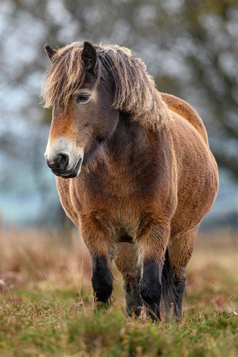 Exmoor Pony In Exmoor National Park England Photograph By Nick Garbutt