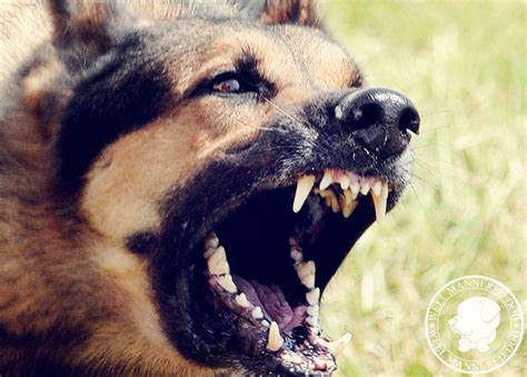 Aggressive Dogs | Dog Aggression | Well Mannered Dog Training