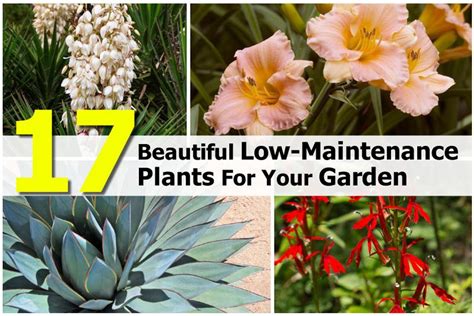 17 Beautiful Low-Maintenance Plants For Your Garden