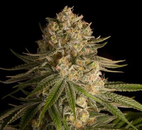 Critical Kush Seeds You can Buy with Trusted Seedbanks