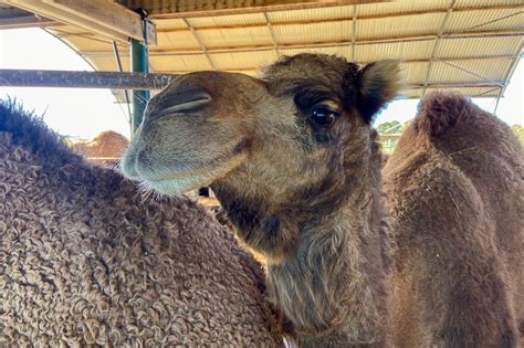 A Camel Adventure at Humpalicious Camel Farm in Robe