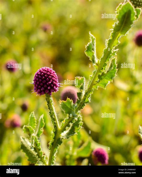 Selective Focus Shot Of East Indian Globe Thistle Sphaeranthus Indicus