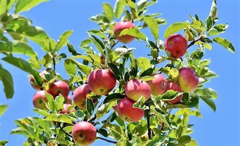 Appelboom Snoeien Wanneer Waarom En Hoe MOOWY