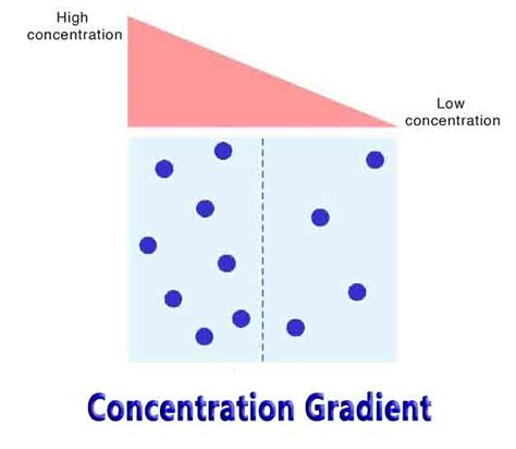 Concentration Gradient