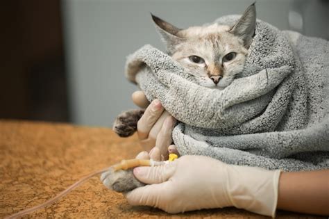 Veterin Rio Colocando Um Cateter Em Um Gato Na Cl Nica Foto Premium