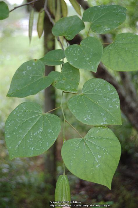 Photo Of The Leaves Of Eastern Redbud Cercis Canadensis Posted By