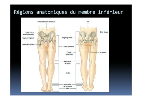 Solution Myologie Du Bassin Et Cuisse Studypool