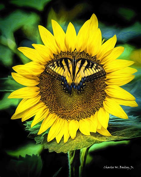 Digital Colored Pencil Drawing of a Butterfly on a Sunflower – Charles W. Bailey, Jr., Digital ...