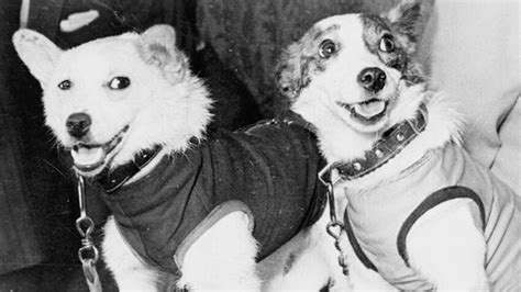 Lextraordinaire histoire de Belka et Strelka les premiers chiens à