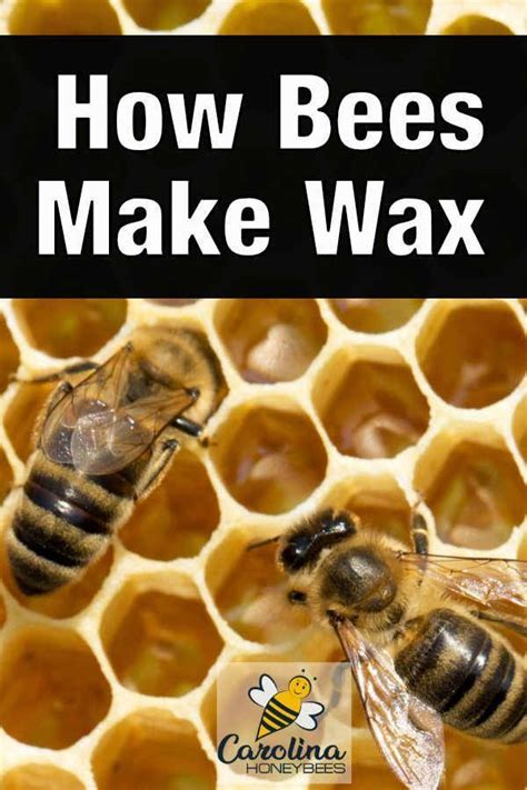 How Do Bees Make Wax Carolina Honeybees Honey Bee Facts Honey Bees