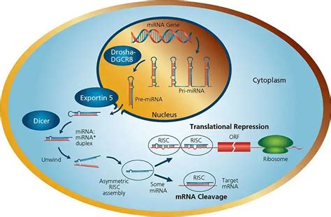 Mirna Microrna Structure Functions Application Biology Notes Online