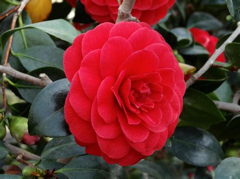 Photo Of The Bloom Of Japanese Camellia Camellia Japonica Coquettii