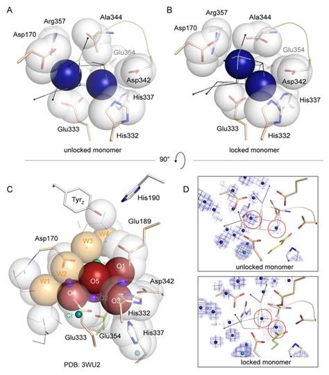 Figures And Data In Structural Insights Into The Light Driven Auto