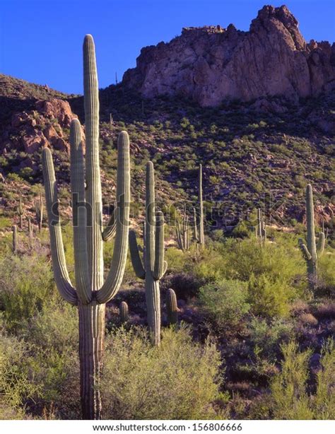 Saguaro Cactus Symbol Southwest Usasaguaros Saguaro Stock Photo