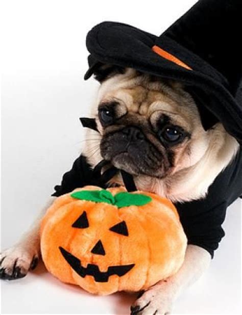 230 Pugs in costumes ideas | pugs in costume, pugs, pug love