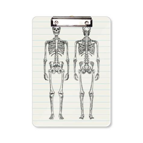 Human Body Structure Skeleton Clipboard Folder Writing Pad Backing