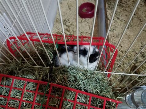 To eat the hay one must become the hay : r/Rabbits