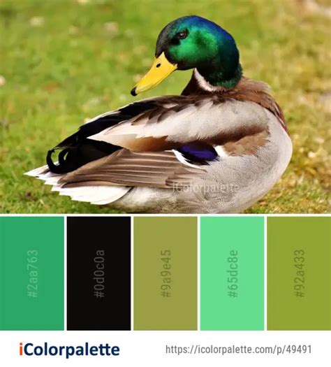 Color Palette Ideas from Duck Bird Mallard Image | iColorpalette