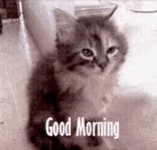 Good Morning Grumpy Gif - Quotes Viral