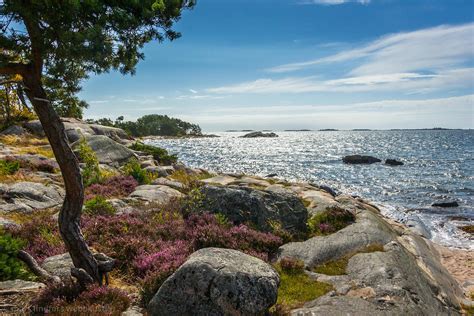 FOTOKONST NATUR SKÄRGÅRD Tall vid klippa i Stockholms skärgård