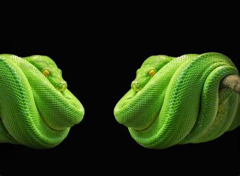 Green Tree Python Morelia Viridis Image Free Stock Photo Public