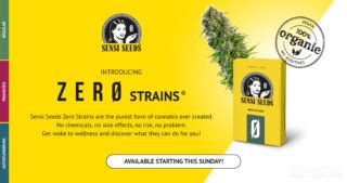 Marlboro cannabis cigarettes are in production - Sensi Seeds