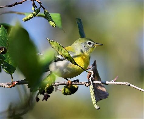 Northern Parula 1 Photograph By Jo Ann Matthews Fine Art America