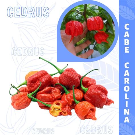 Jual Benih Cabe Carolina Reaper Biji Cabai Import Super Shopee Indonesia