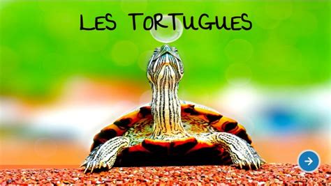 Les Tortugues