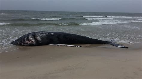 37 Foot Humpback Whale Found Dead On Westhampton Beach Cbs New York