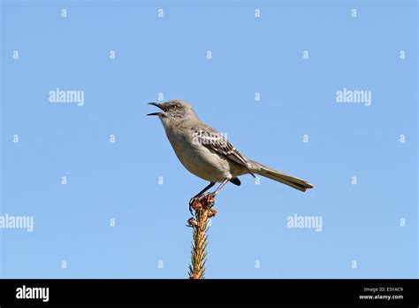 Oiseau moqueur du nord Banque de photographies et dimages à haute