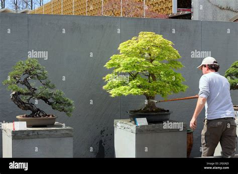 A Worker Waters A Dwarf Japanese Maple Bonsai Acer Palmatum At The National Bonsai And Penjing