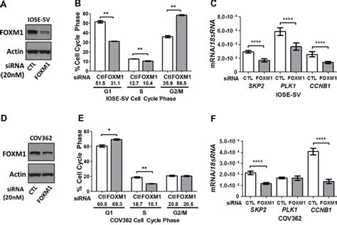 Genetic Determinants Of Foxm1 Overexpression In Epithelial Ovarian