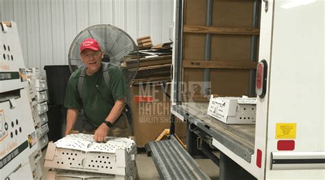 shipping chicks Archives | Meyer Hatchery Blog