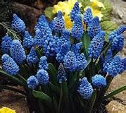 What is the care of the Muscari plant? - A PUZZLE - Global Gardening ...