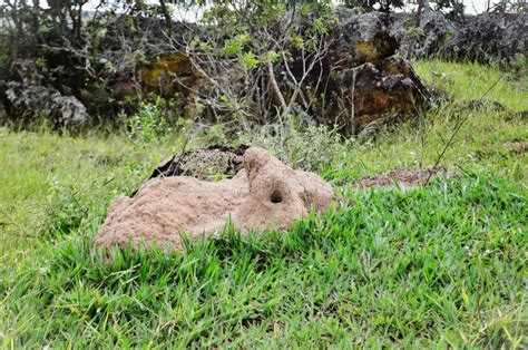 Im Gras Des Feldes Ein Termitenhügel Wächst Stockfoto Bild von