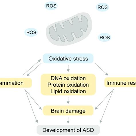 A Model Diagram Of Oxidative Stress In Asd Pathogenesis Oxidative