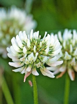 White Clover Seed Trifolium Repens Buy Online Farmseeds Co Uk