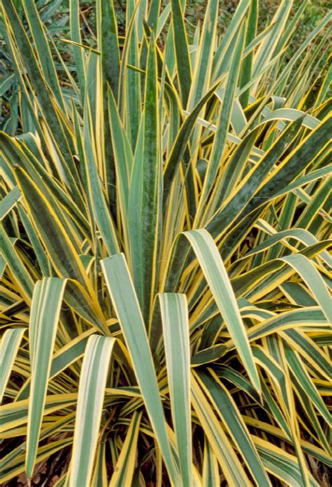 Bright Edge Yucca Yucca Filamentosa Bright Edge Monrovia Plant