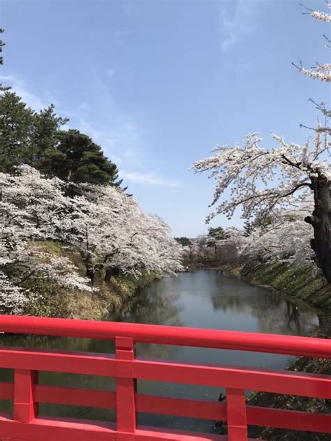 「弘前公園」さくら準まつりで満開