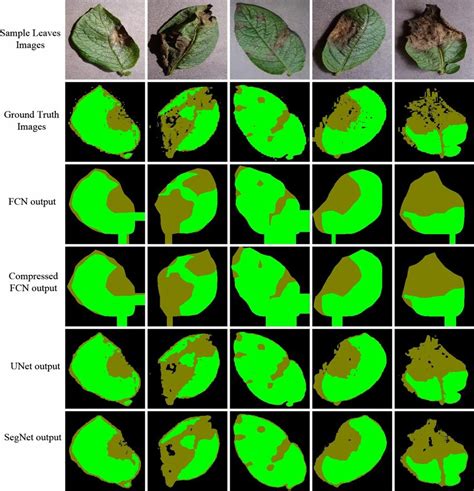 Sample Potato Late Blight Leaf Images From Plantvillage Dataset Their