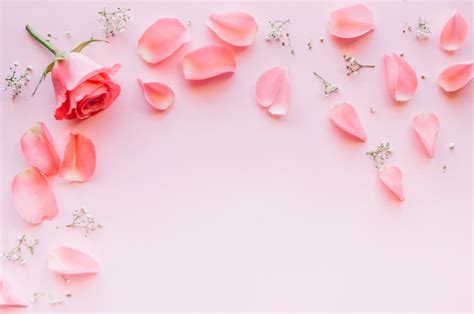 Pink rose and petals over light pink background with space in the middle | Free Photo