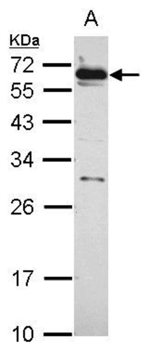 Hsf2 Polyclonal Antibody Invitrogen 100 μl Unconjugatedantibodies