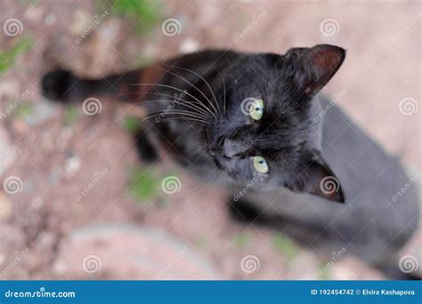 Gato Preto. Olhos Verdes De Gato. Foto de Stock - Imagem de grama ...