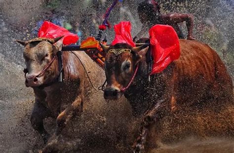 Festival Karapan Sapi Digelar Oktober Pemkab Bangkalan Antisipasi