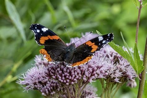 Insect Butterfly Pollination Free Photo On Pixabay Pixabay