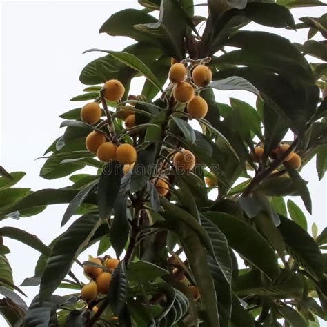 Loquats With Green Leaves And Ripe Berries In Summer Stock Photo