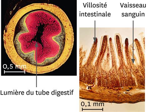 Comment Les Nutriments Arrivent Ils Aux Organes Lelivrescolaire Fr